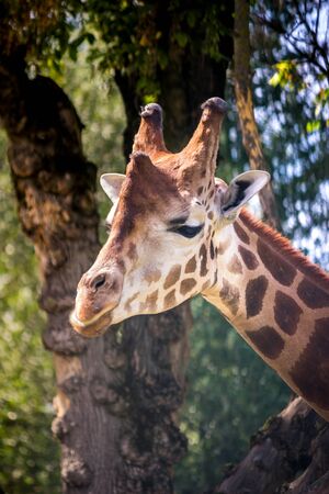 The head of giraffe in treesの写真素材