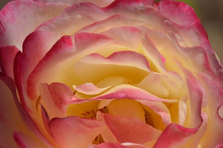 Roseの写真素材