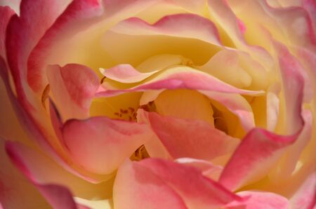 The Roseの写真素材