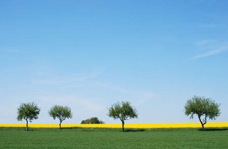 trees in a rapeseed fieldの写真素材