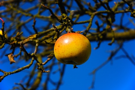 last apple on the tree under blue skyの写真素材