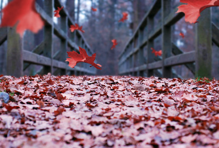 red falling leaves in autumn forest path