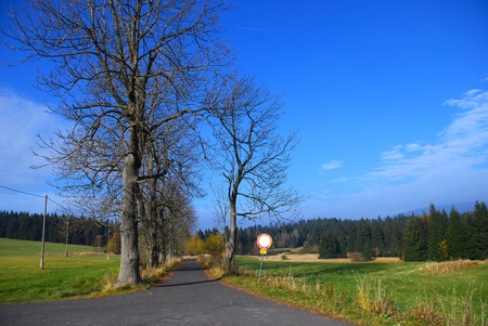 road through an avenue of trees under a deep blue skyの写真素材