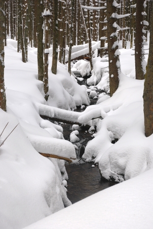 snowy creek in the woods, winter Kingdomの写真素材
