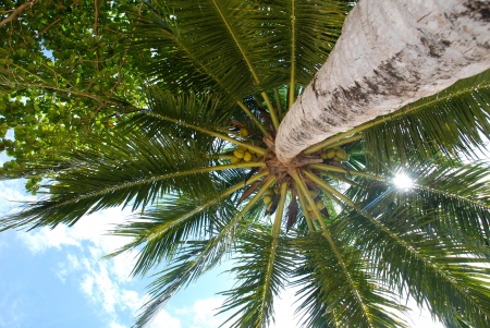 Bottom view of the palm, with the sun seen throughの写真素材