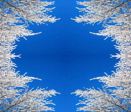 frame of snowy branches with blue backgroundの写真素材