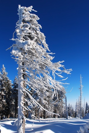trees and forest, covered with snow with a blue skyの写真素材