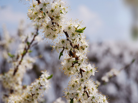 orchard with flowering trees, white spring flowers on the branchesの写真素材