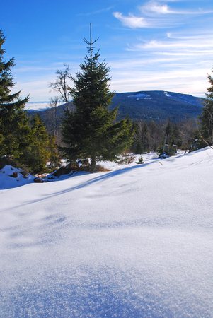 trees and forest, covered with snow with a blue skyの写真素材