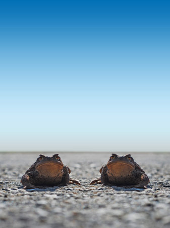 Frogs Toad on the road looking right lens, funny but sad
