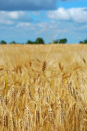 Field sown young barley crop ready for harvestの写真素材