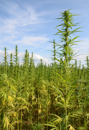 cannabis for industrial purposesの写真素材