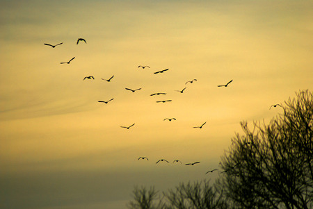 Birds flying in the early evening sky south behind the sunの写真素材