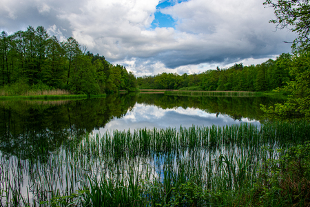 A mysterious pond hidden in the woods and calm in the middle of natureの写真素材