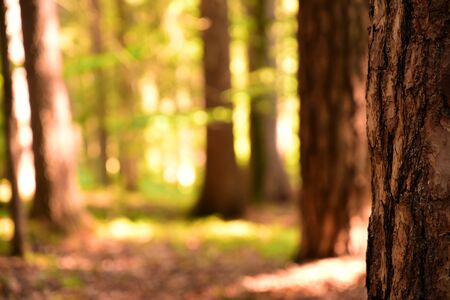 Background with a blurred forest, in the foreground with a tree trunkの写真素材
