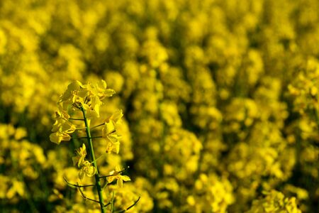 Field with flowering with rapeseed oil and plants close-upの写真素材