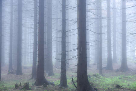 Foggy sad forest, trees disappearing in the white fogの写真素材
