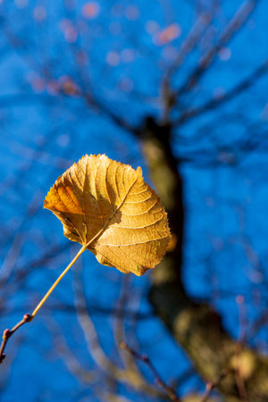 Autumn leaves on a branch under the blue skyの写真素材
