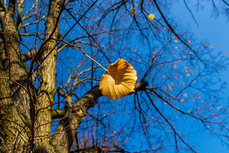 Autumn leaves on a branch under the blue sky