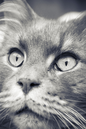 maine coon faceの写真素材