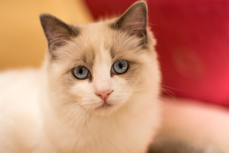 Rag Doll Kittenの写真素材