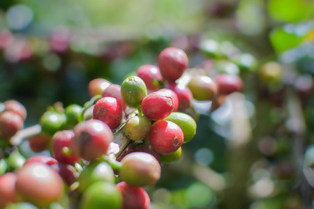 Red coffee beans ripening on a tree in a coffee plantation.の写真素材