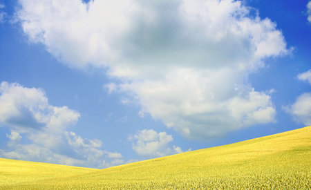 Golden wheat  under blue sky の写真素材