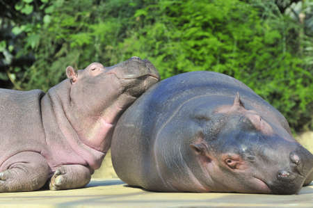 Happy hippopotamus friendsの写真素材