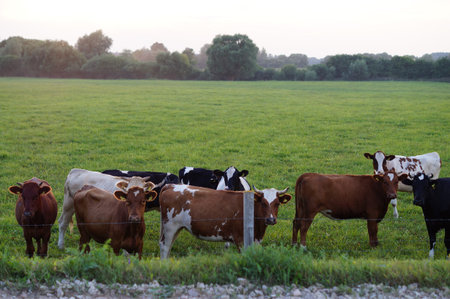 Cow on grass