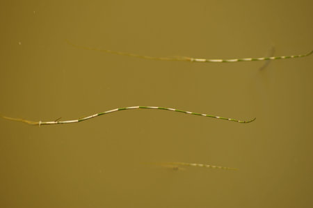 River reed