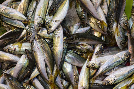 Fresh Fish Heap on Market Stall Resdy For Saleの写真素材