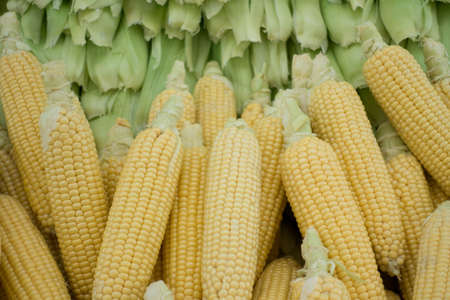 Raw Corns and cobs Stacked on Market Stall in Istanbulの写真素材