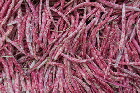 Fresh Roman Beans Stall in Open Air Turkish Marketの写真素材