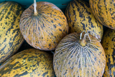 Yellow Melon Heap on Blue Market Stall For Saleの写真素材