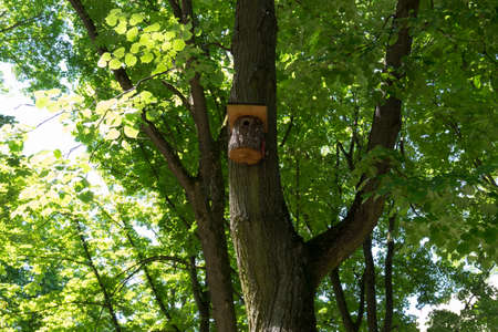 Wooden Birdhome Hanging on Tree in National Park in Latviaの写真素材