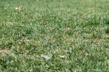 Green Grassy Garden at Backyard on Sunny Dayの写真素材