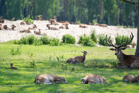 Deers and Other Animals Getting Rest in Shadows in Sunnydayの写真素材