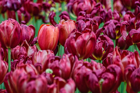 Dark red tulips in greeneryの写真素材