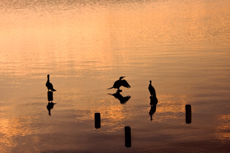 Silhouettes of birds resting on wooden pier residues in a lake during sunsetの写真素材