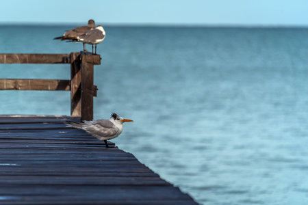 Sea birds resting on a wooden pear with blue background copy space