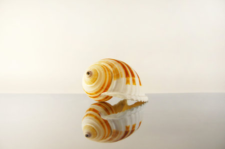 a seashell on the mirror surfaceの写真素材