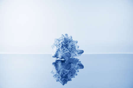 blue delicate seashell on the mirror surfaceの写真素材