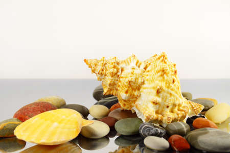 a beautiful seashell among pebblesの写真素材