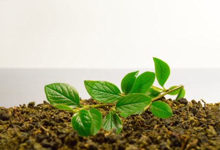 Tea tree branch and a dried leavesの写真素材