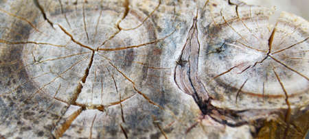 pattern on the trunk sawn wood backgroundの写真素材