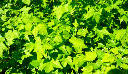 the green foliage background currantsの写真素材