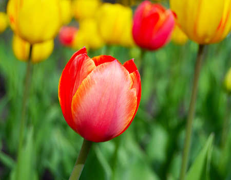 the red and yellow tulips in spring budsの写真素材