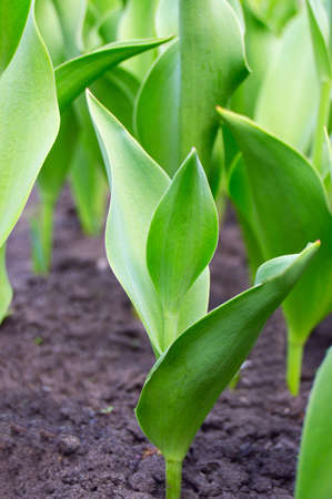 the stems of tulips in the groundの写真素材