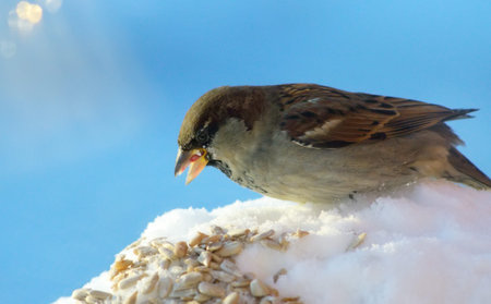 sparrow on a blue sky background
