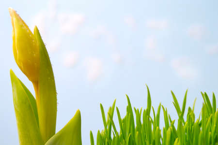 Drops of morning dew on tulip spring dayの写真素材